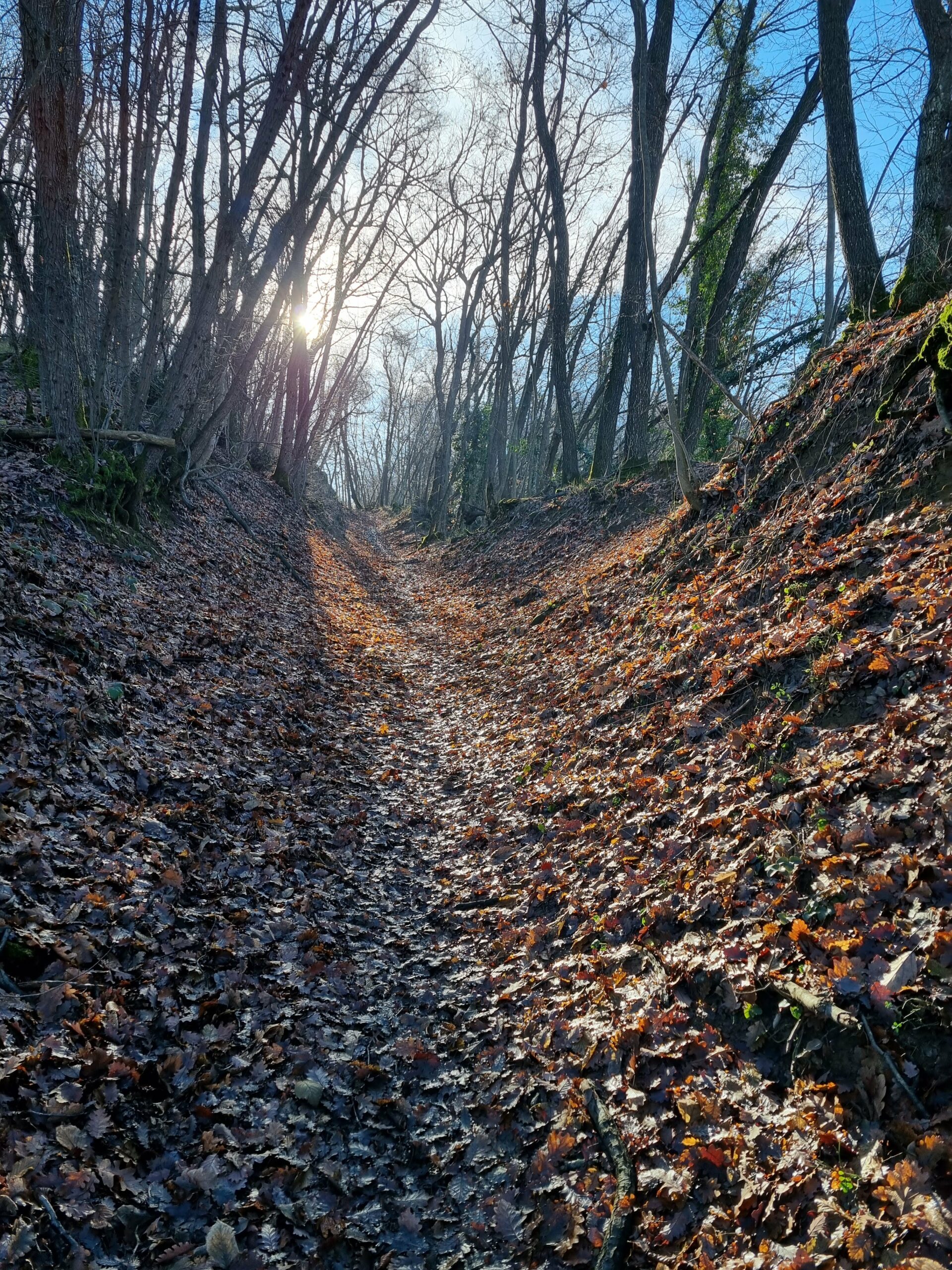 Yoga e meditazione Bosco