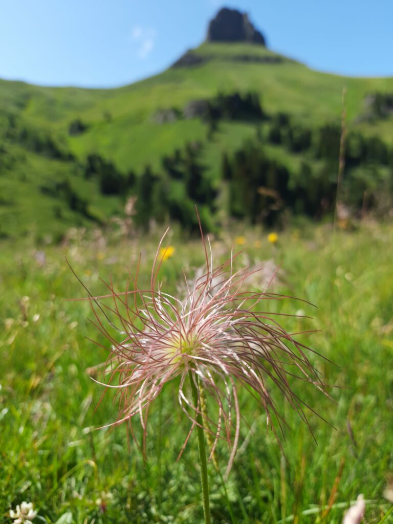 rimedi naturali fiore