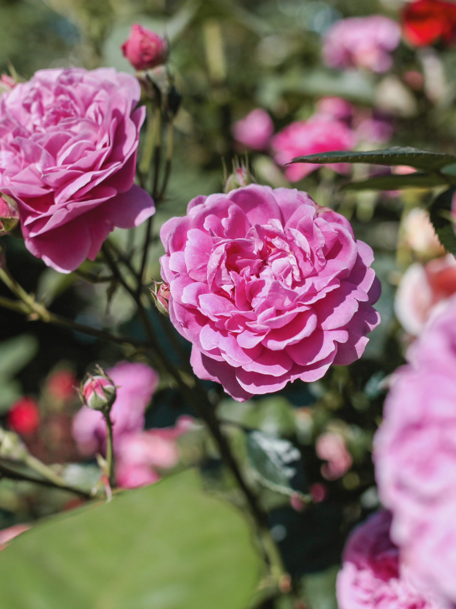 Yoga e meditazione Fiori