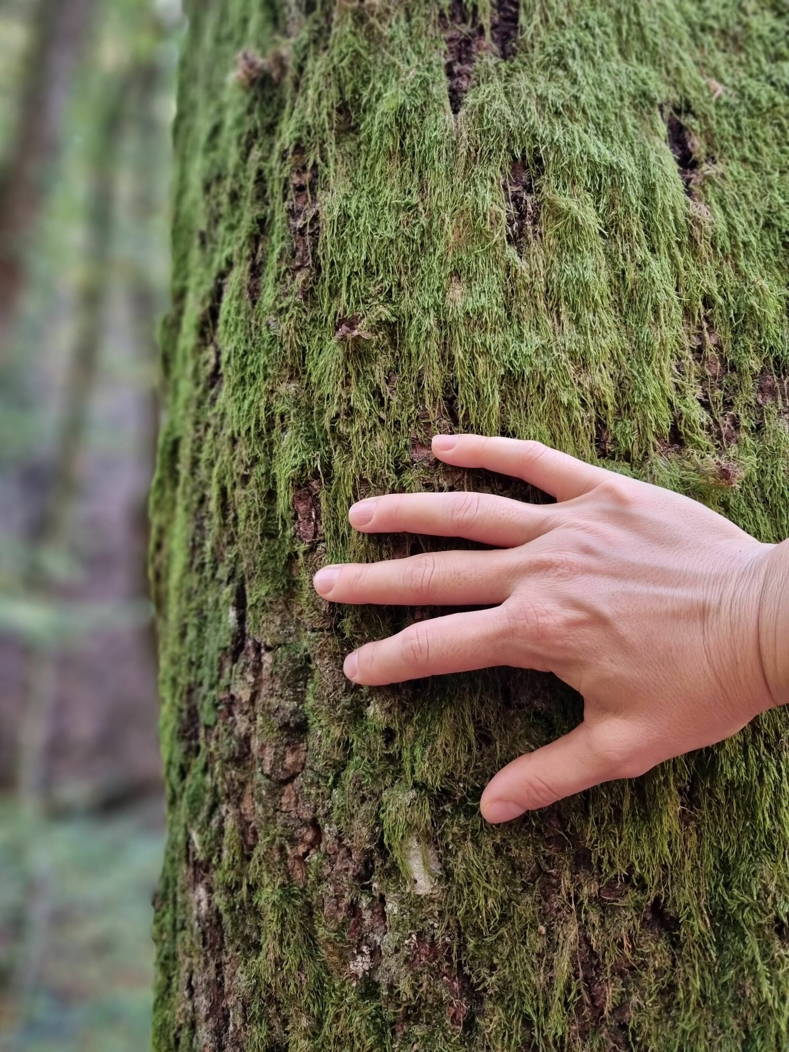 Echi di Flora percorsi massaggio olistico natura alberi contatti