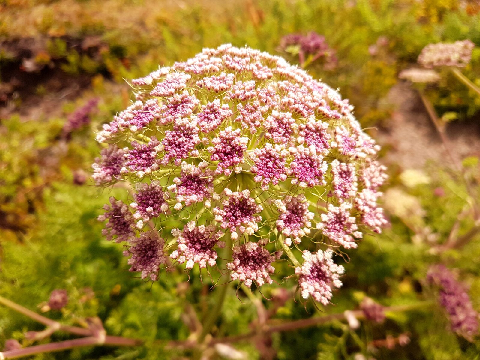 Echi di Flora salute digestiva nutrizione natura fiori pranayama