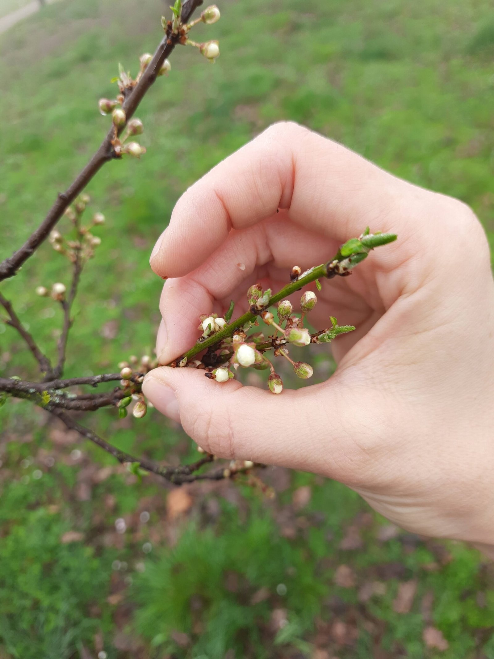 Echi di Flora calma e presenza salute digestiva nutrizione contatto rami natura vita