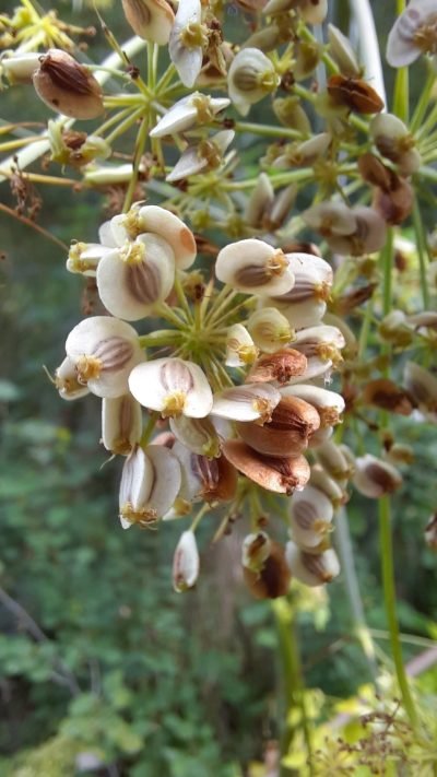 Echi di Flora Monica Marzocchi calma e presenza fiori natura vita